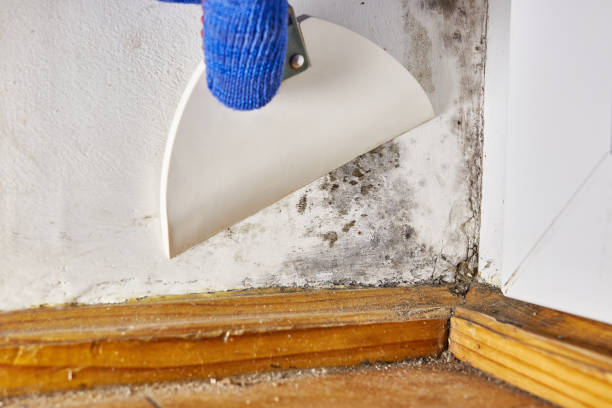 Best Air Quality Testing for Mold Spores  in Bishopville, SC